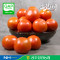 정안농협 공선회 토마토 5kg (대/1번/2번/랜덤발송)(조기완판)